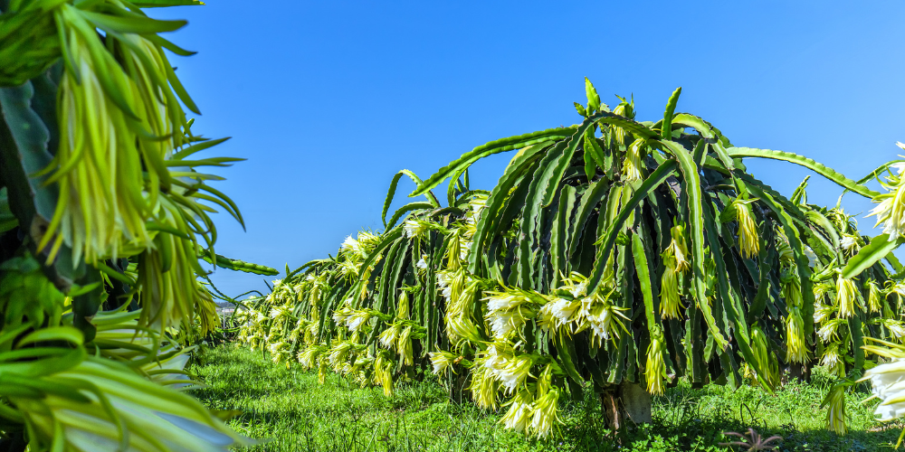 How long does it take a dragon fruit cutting to produce fruit? - Rare Dragon Fruit