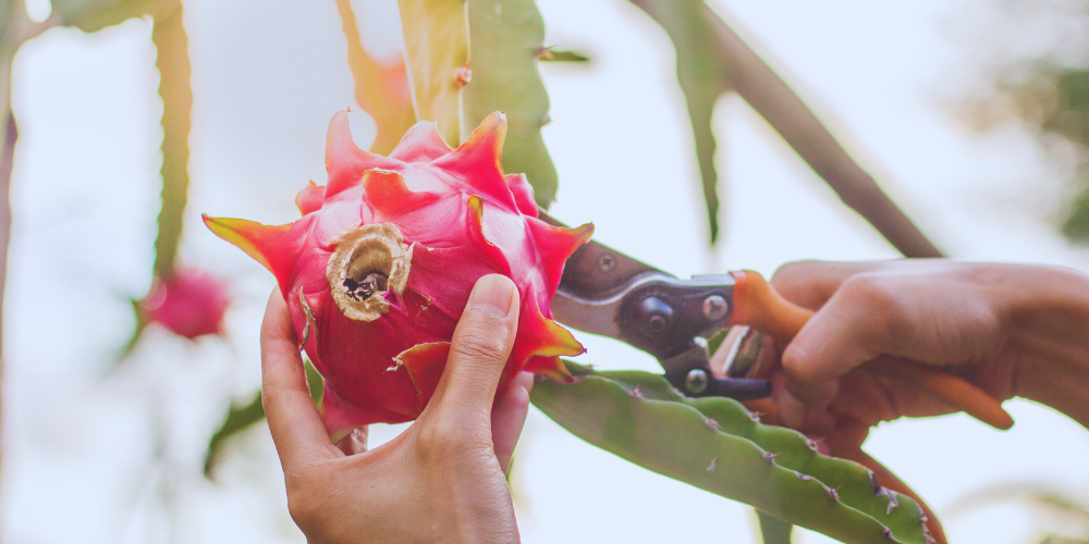 When Is my Dragon Fruit Ripe? - Rare Dragon Fruit