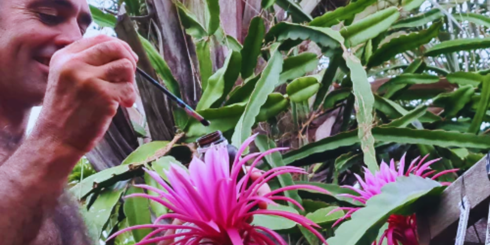 How to Hand Pollinate Dragon Fruit