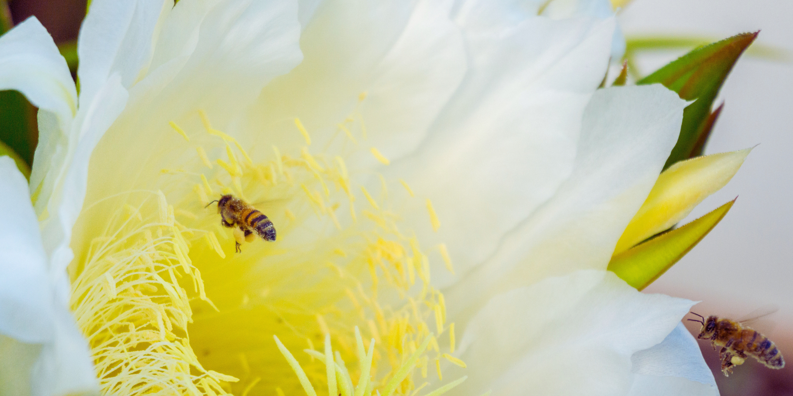 We’re Officially Flow Hive Ambassadors! 🐝🍯