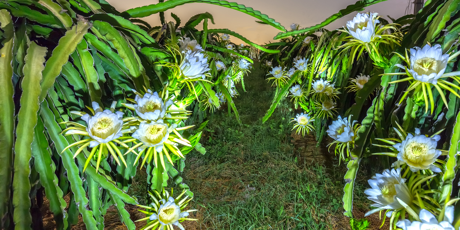 Gardening Australia SERIES 34 | Episode 01 How to grow dragon fruit