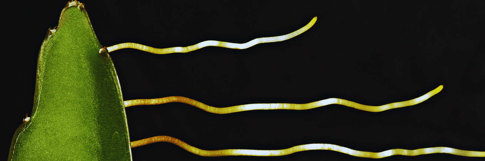 Dragon Fruit Cuttings No sign of roots??? Why?? - Rare Dragon Fruit