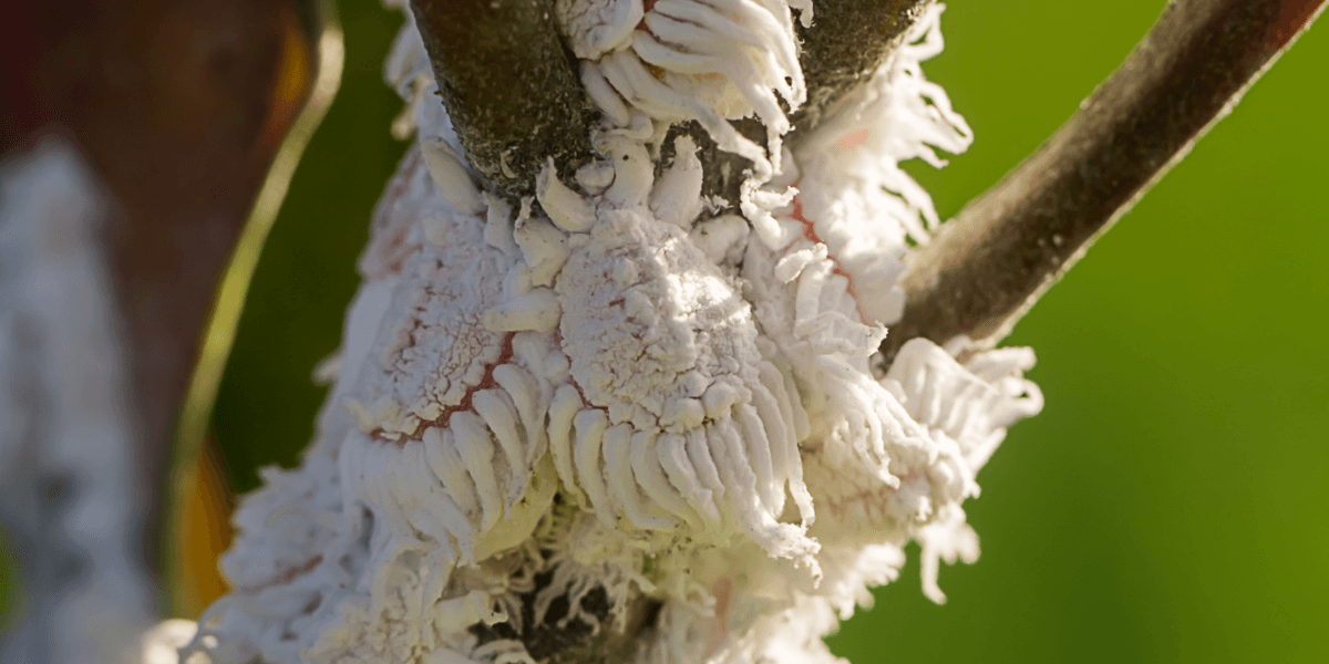 Pests and Diseases of Dragon Fruit Plants - Rare Dragon Fruit