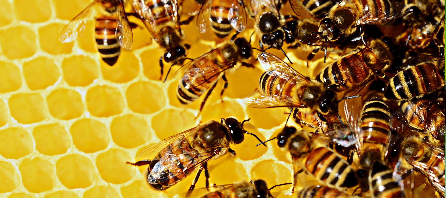 Bees and Honey - Rare Dragon Fruit