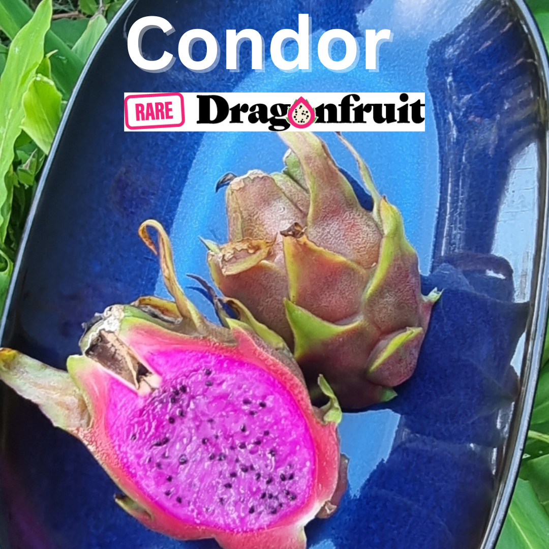 Condor- Hylocereus guatemalensis X Californian Dragon Fruit