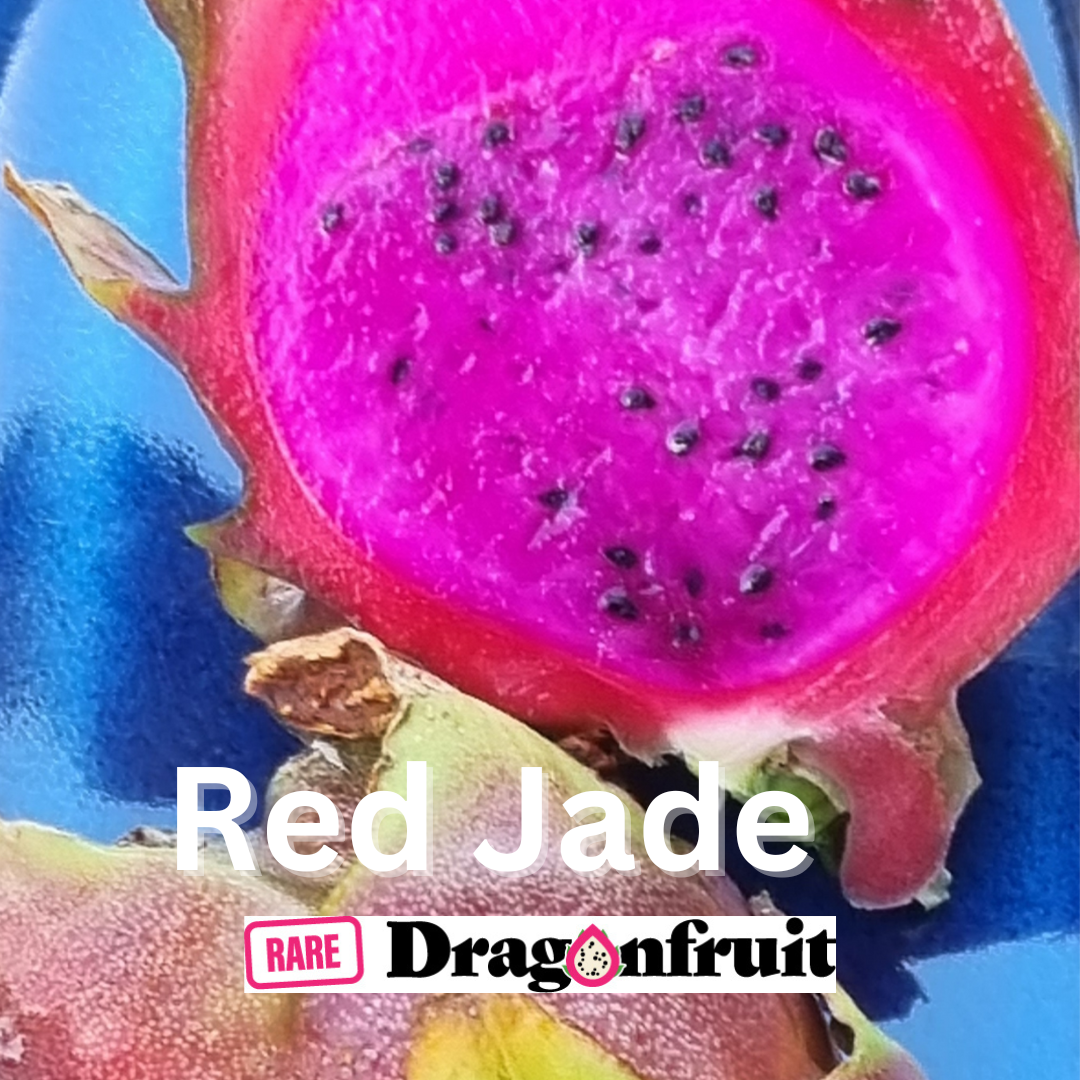 4x Red jade (purple bloom)- Hylocereus guatemalensis X