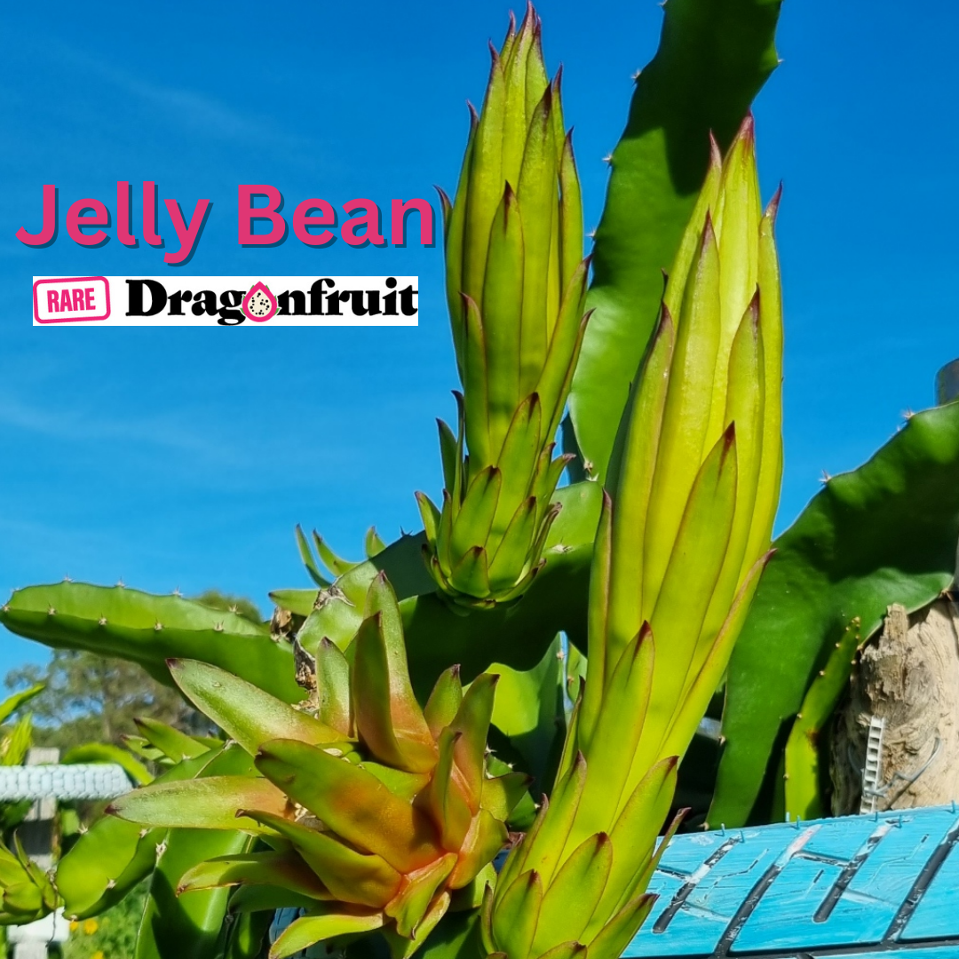 Jelly Bean Dragon Fruit - Rare Dragon Fruit