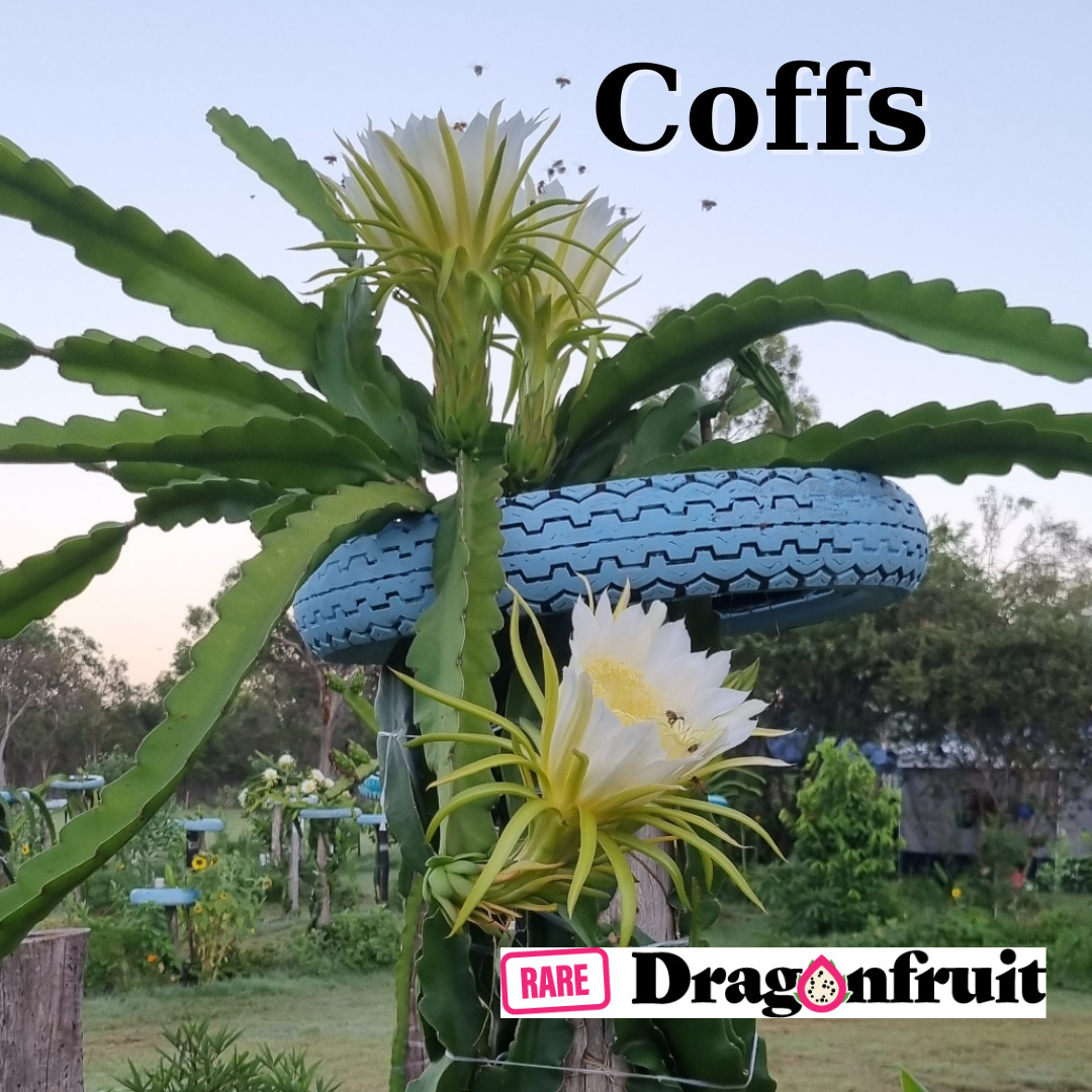 Coffs NOID Dragon Fruit - Rare Dragon Fruit