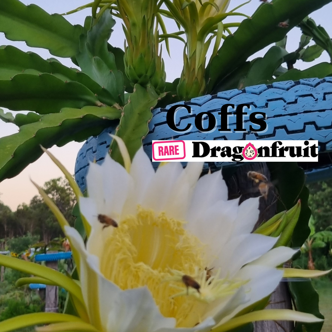 Coffs NOID Dragon Fruit - Rare Dragon Fruit
