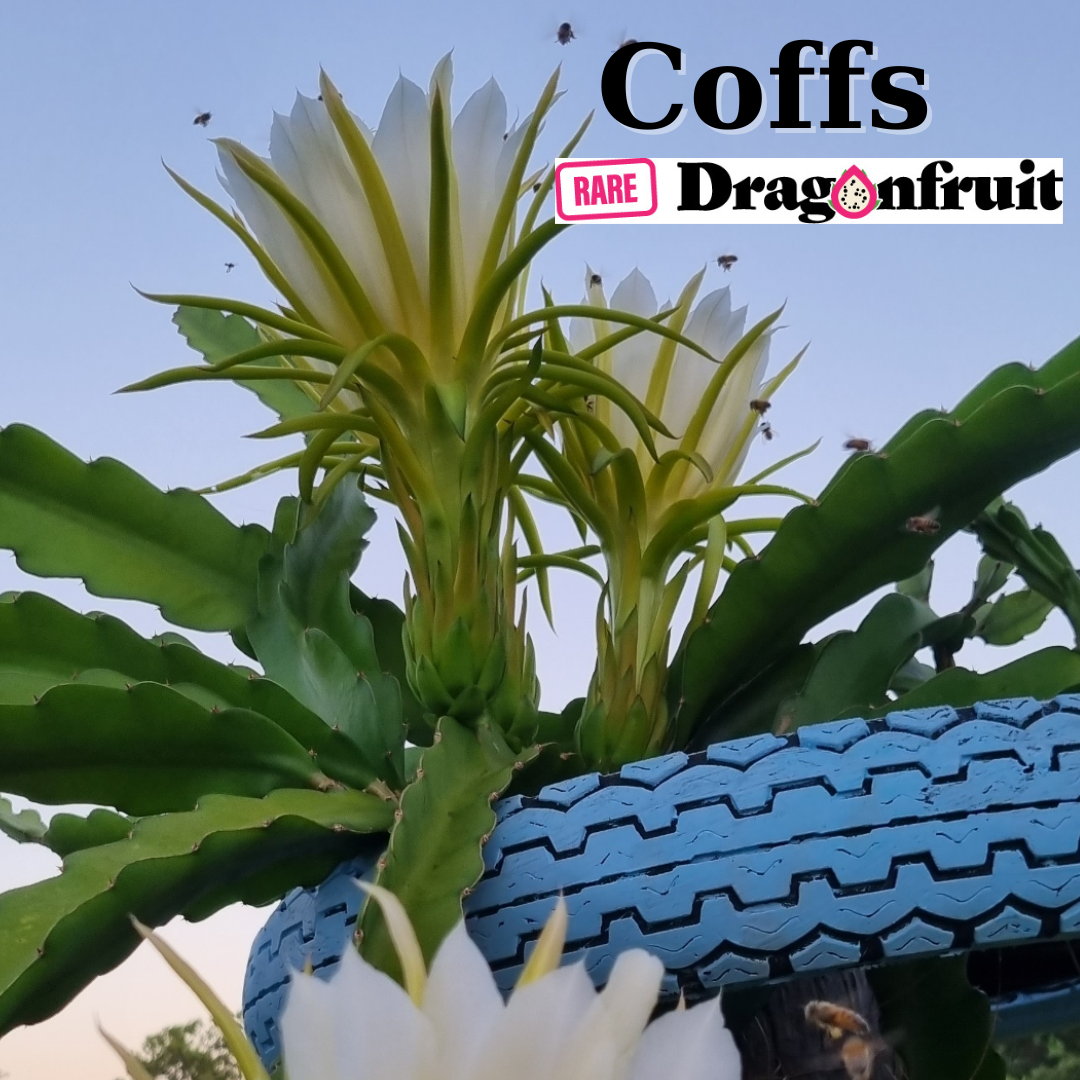 Coffs NOID Dragon Fruit - Rare Dragon Fruit