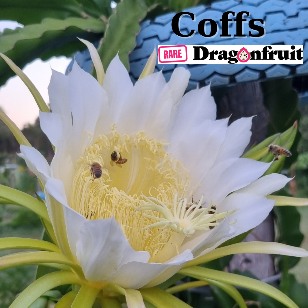 Coffs NOID Dragon Fruit - Rare Dragon Fruit