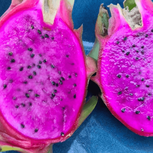 4 X Purple Haze - H. guatemalensis X H. undatus California - Rare Dragon Fruit