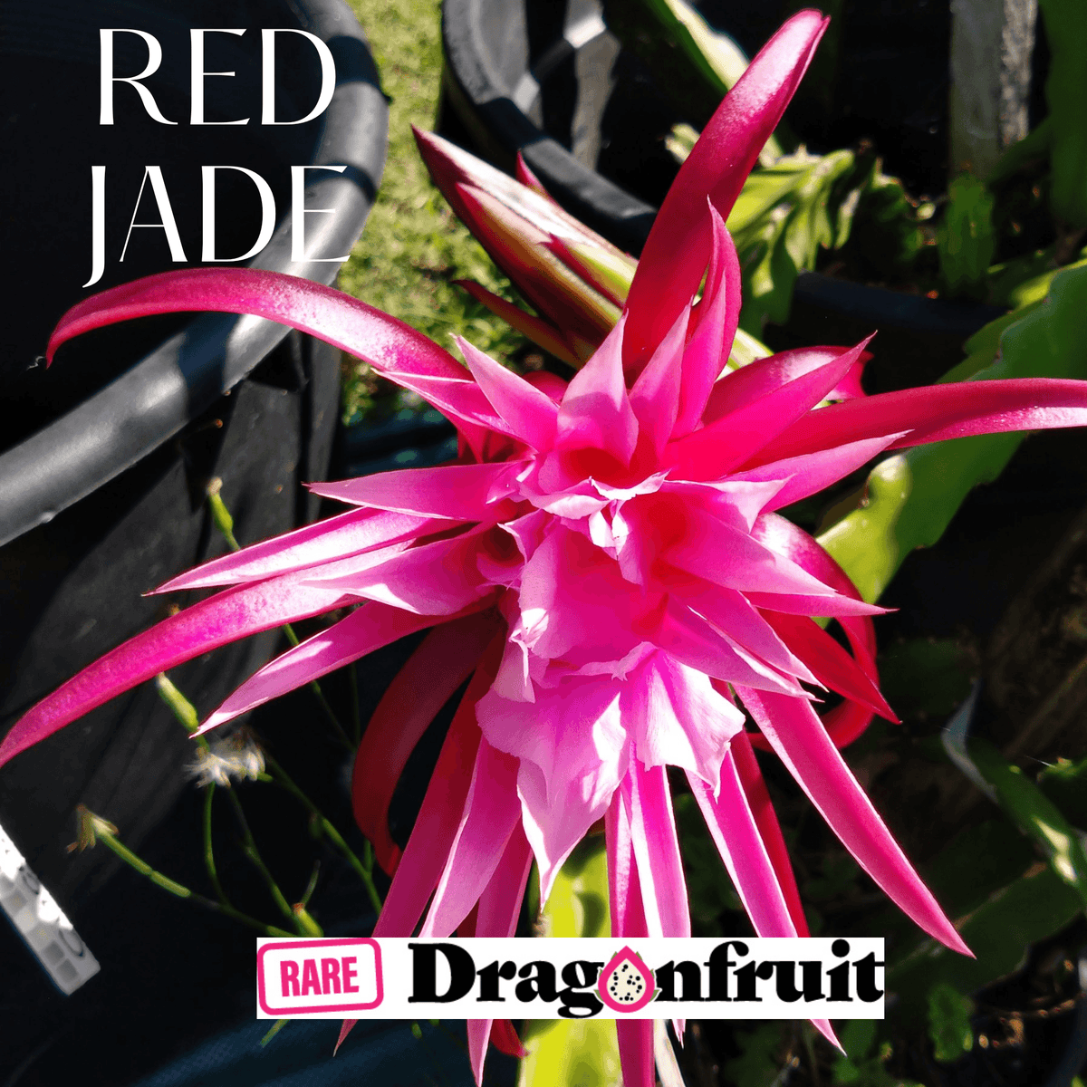 4x Red jade (purple bloom)- Hylocereus guatemalensis X Australia * - Rare Dragon Fruit