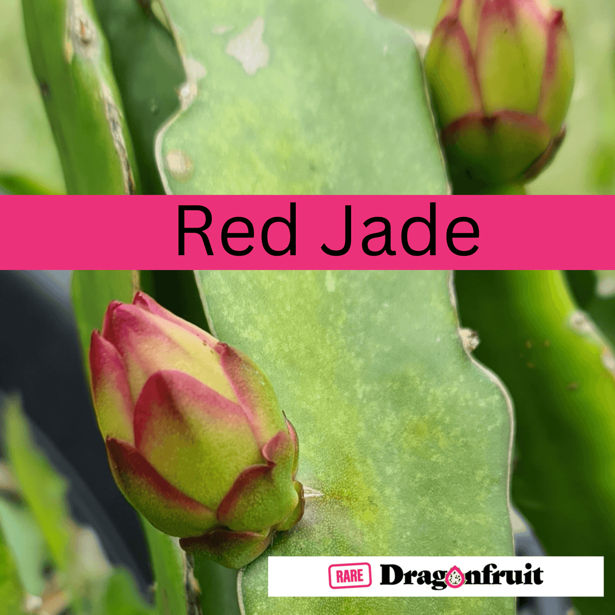 4x Red jade (purple bloom)- Hylocereus guatemalensis X Australia * - Rare Dragon Fruit