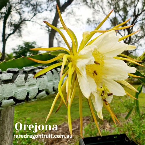 Orejona Dragon Fruit Plant - Hylocereus polyrhizus - Rare Dragon Fruit