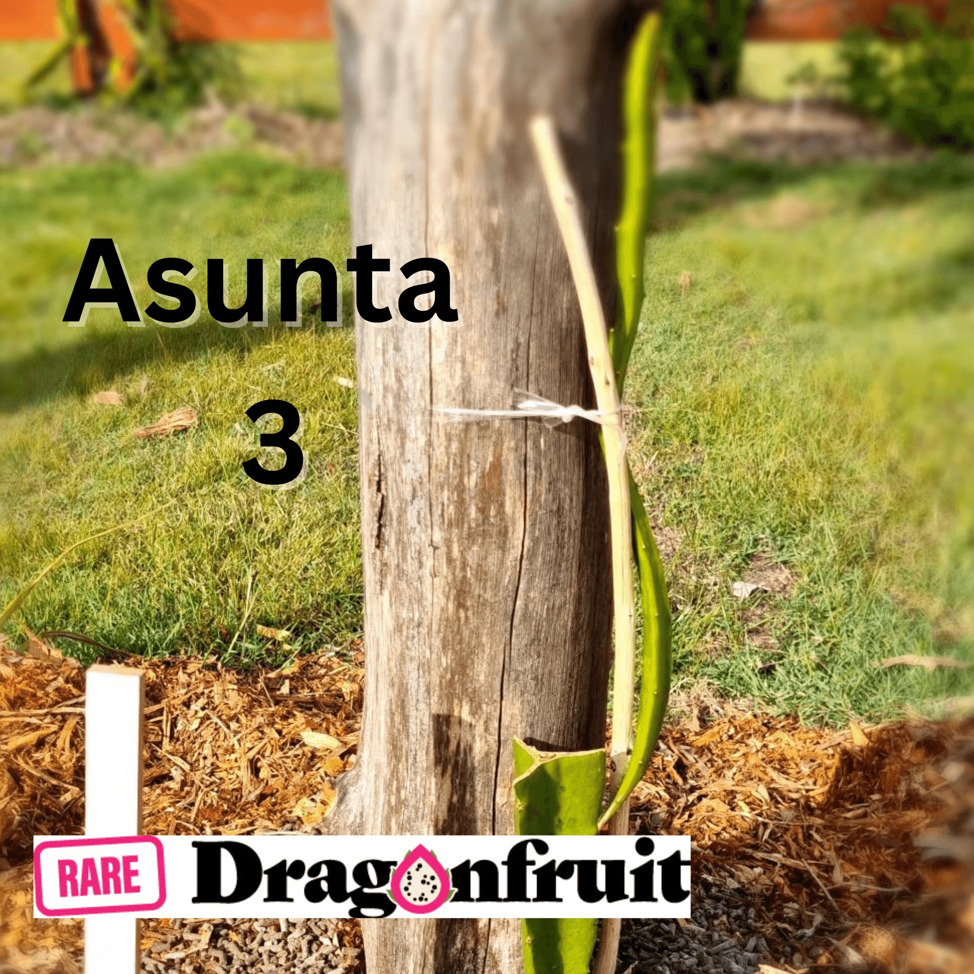 New Asunta 3 dragon fruit - Rare Dragon Fruit