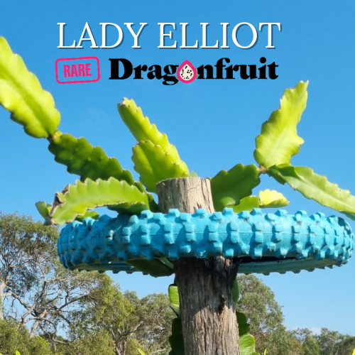 Lady Elliot Dragon Fruit - Rare Dragon Fruit