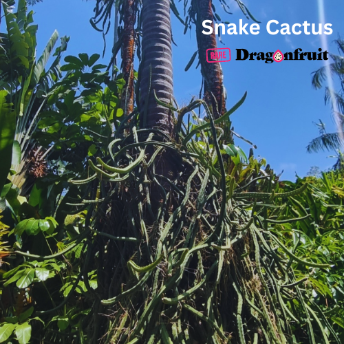 night queen plant and snakes Queen of the Night – Selenicereus pteranthus (Night Blooming Cactus)