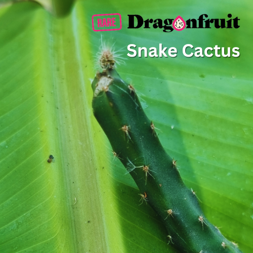 night queen plant and snakes Queen of the Night – Selenicereus pteranthus (Night Blooming Cactus)