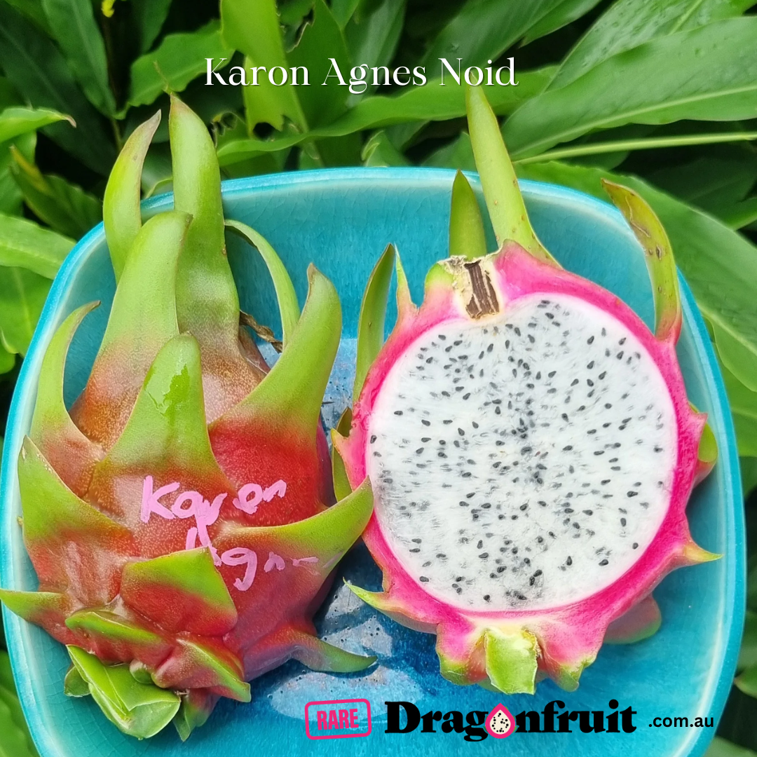 Karen Agnes NOID 2023 Dragon Fruit Variety