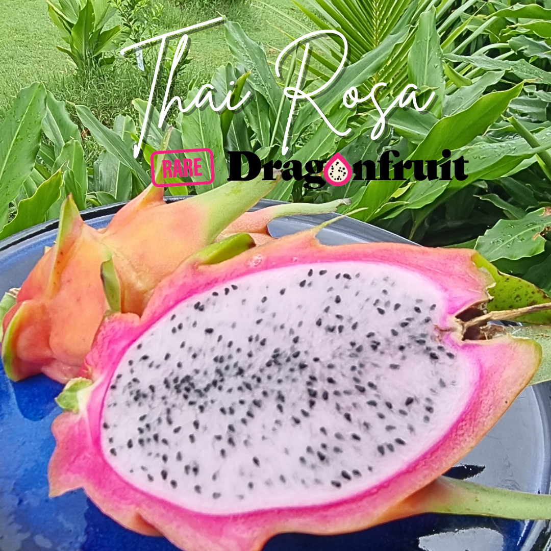 Thai Rosa Dragon fruit 5.15