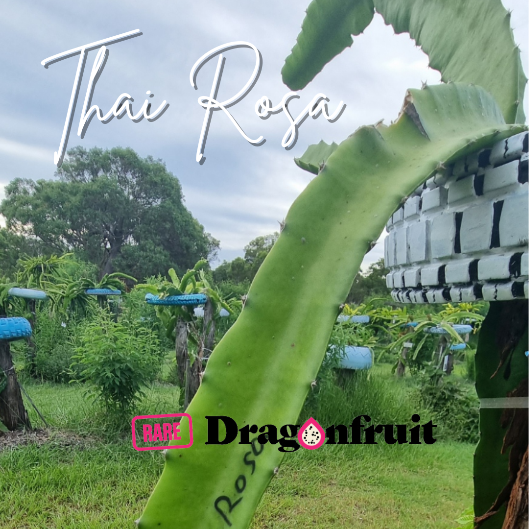 Thai Rosa Dragon fruit 5.15