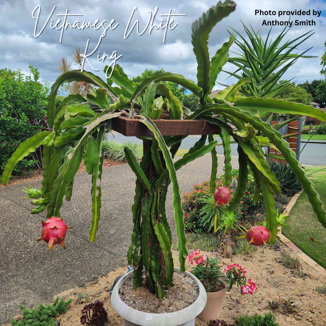 Vietnamese White King Dragon Fruit