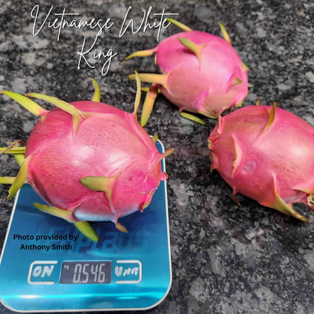 Vietnamese White King Dragon Fruit