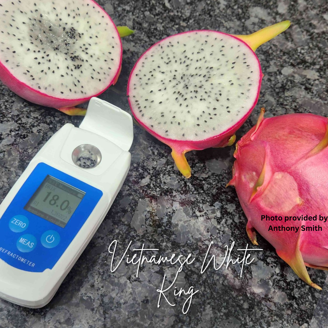 Vietnamese White King Dragon Fruit