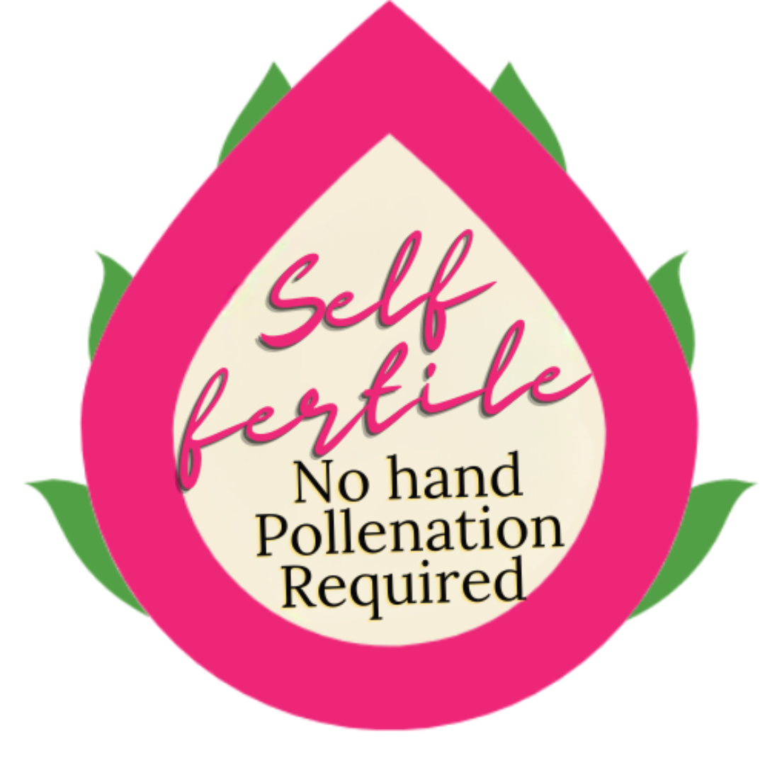 Vietnamese White King Dragon Fruit