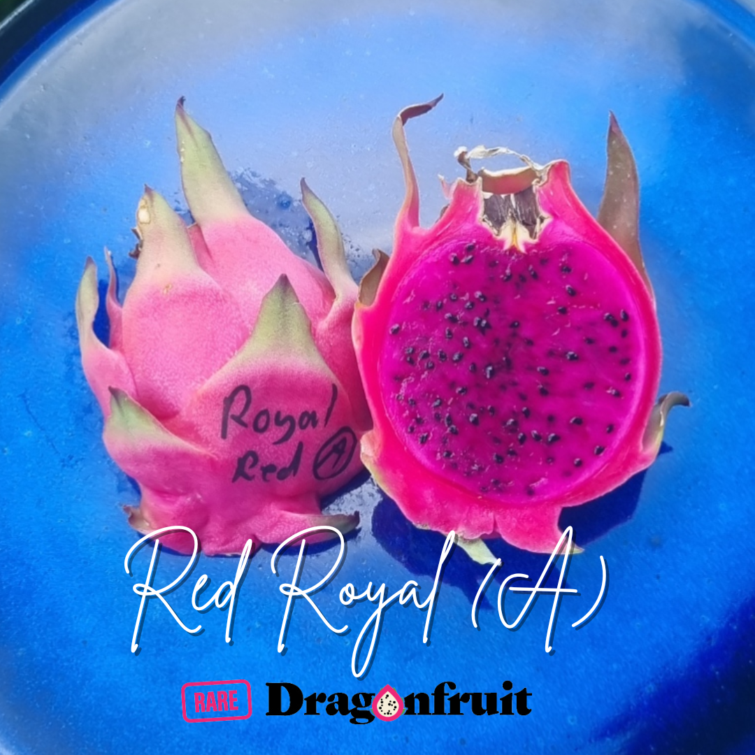 Royal Red Dragon fruit (A) 2.2
