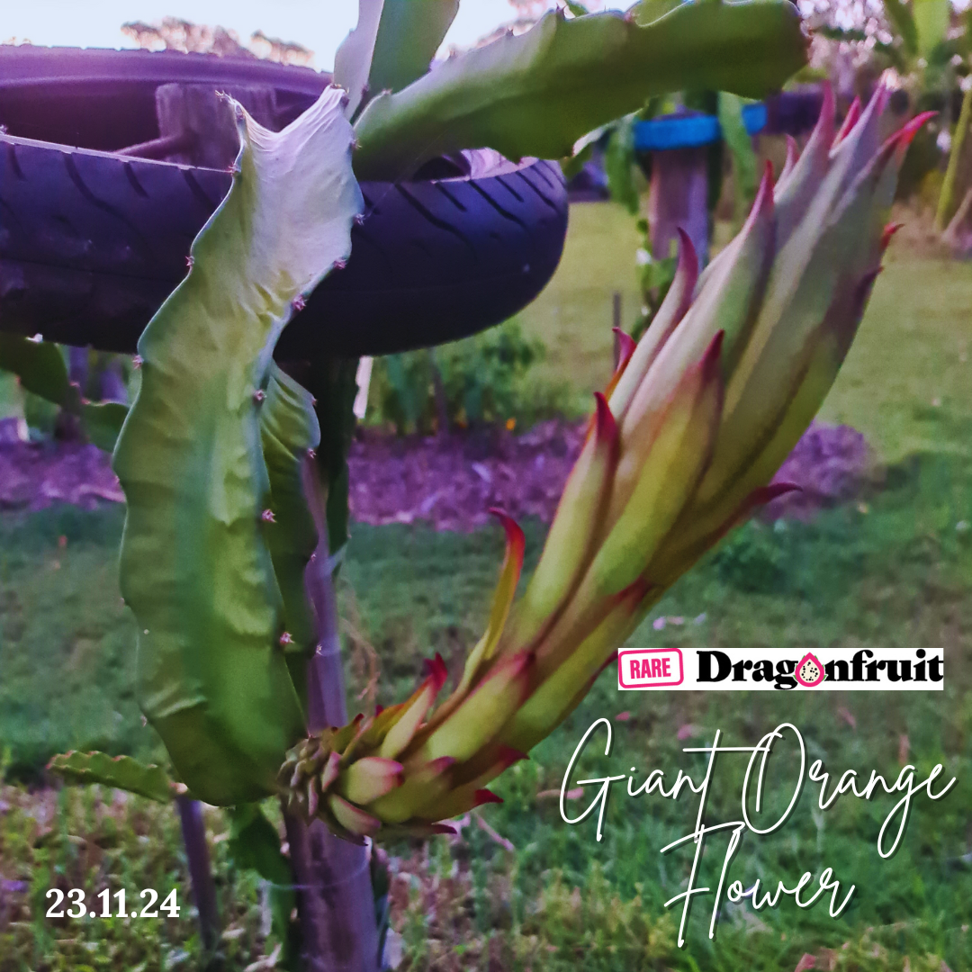 Giant Orange Flower Dragon Fruit Plant