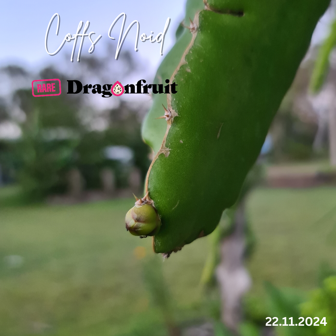 Coffs NOID Dragon Fruit