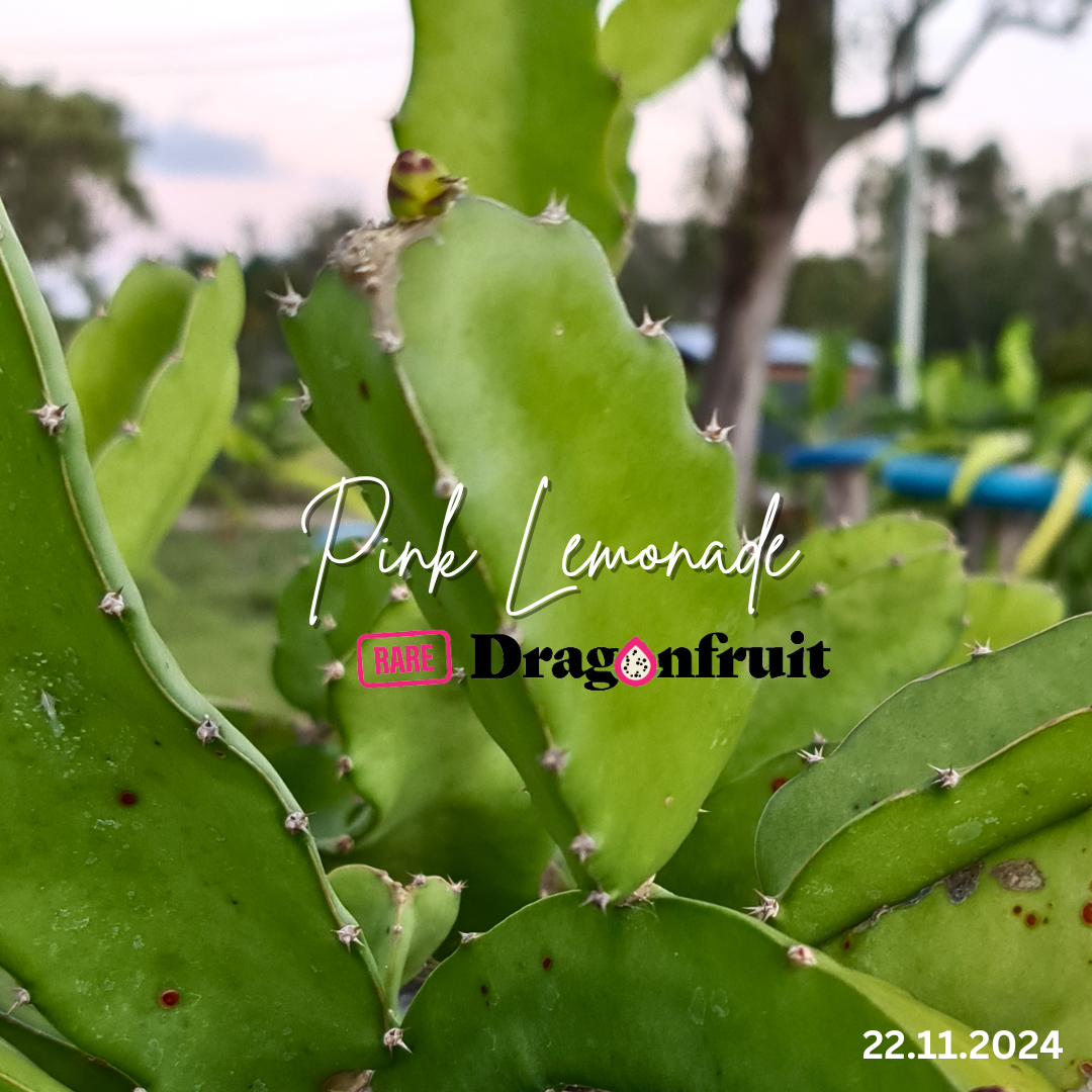 Pink Lemonade Dragon Fruit