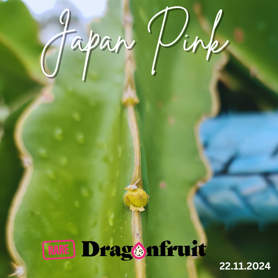 Japan Pink Dragon Fruit
