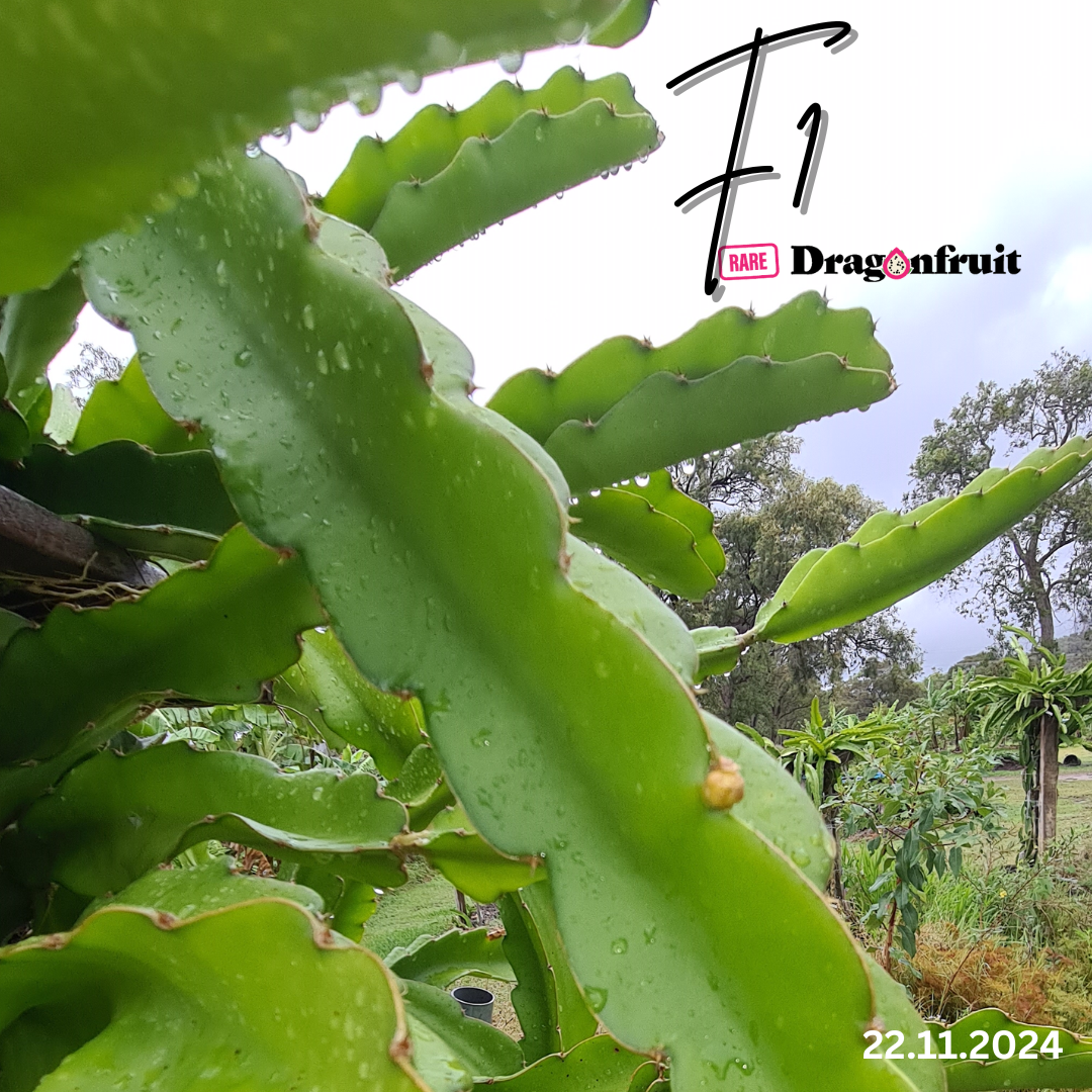 F1 Commercial Dragon fruit variety.
