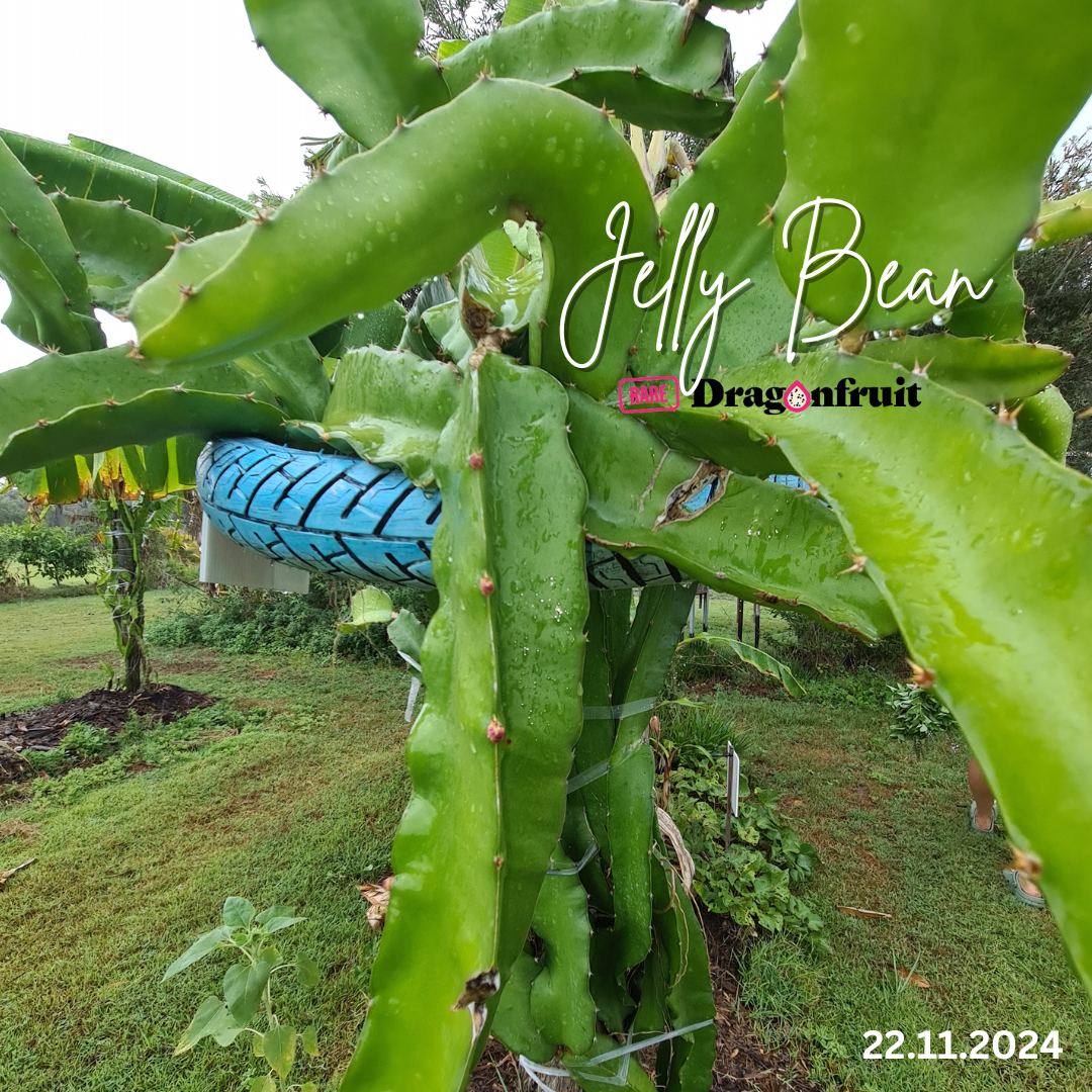 Jelly Bean Dragon Fruit