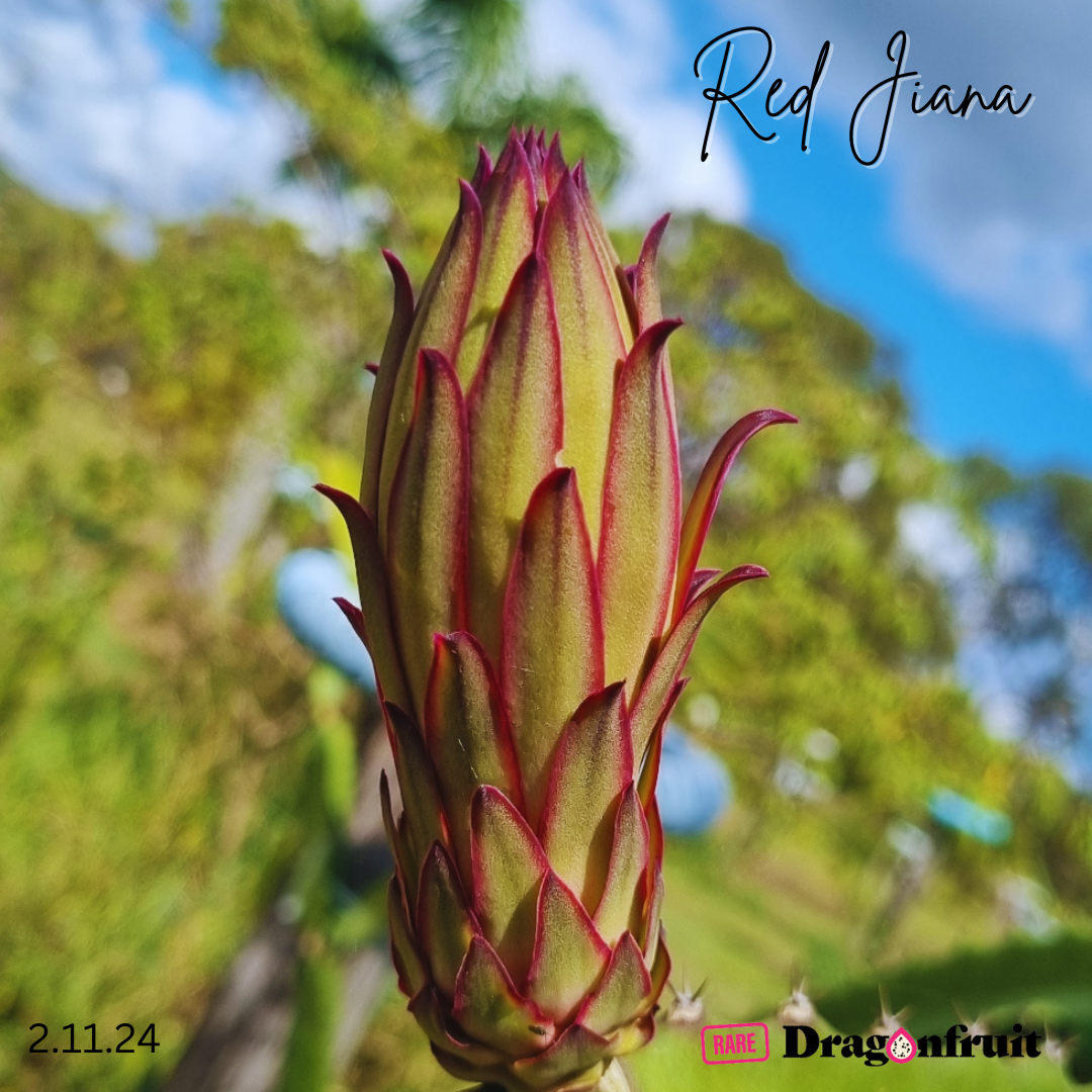 Red Jiana Dragon Fruit
