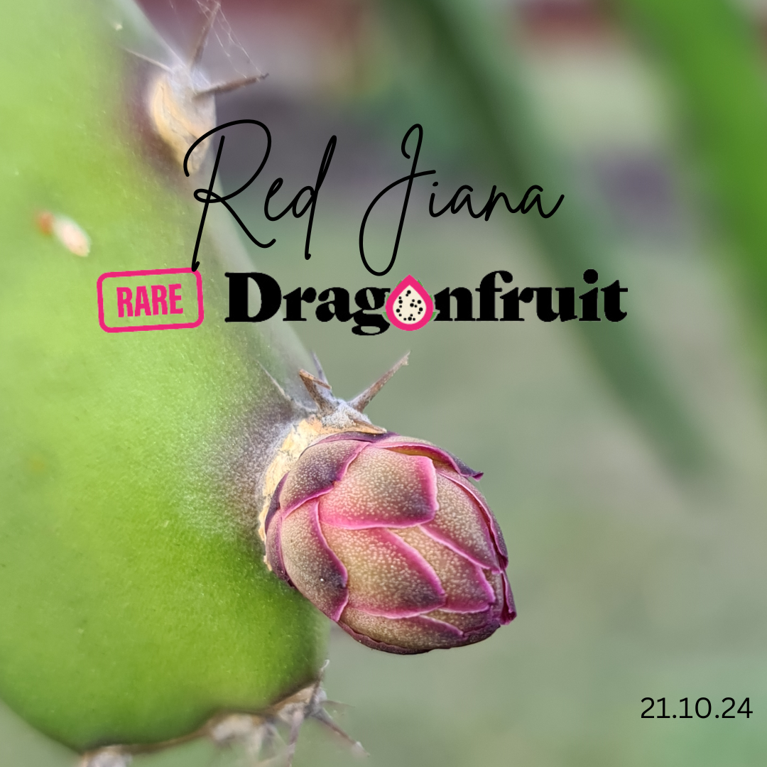 Red Jiana Dragon Fruit
