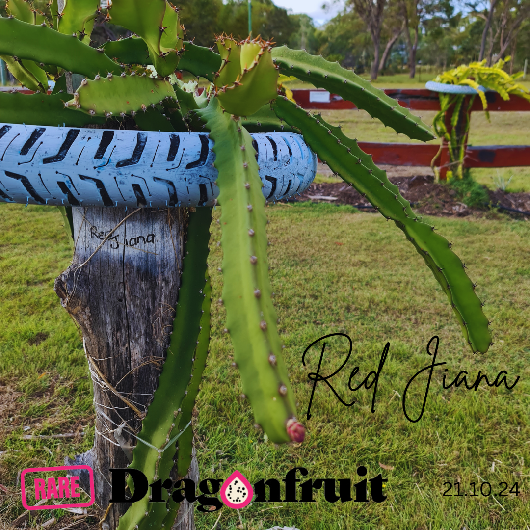 Red Jiana Dragon Fruit