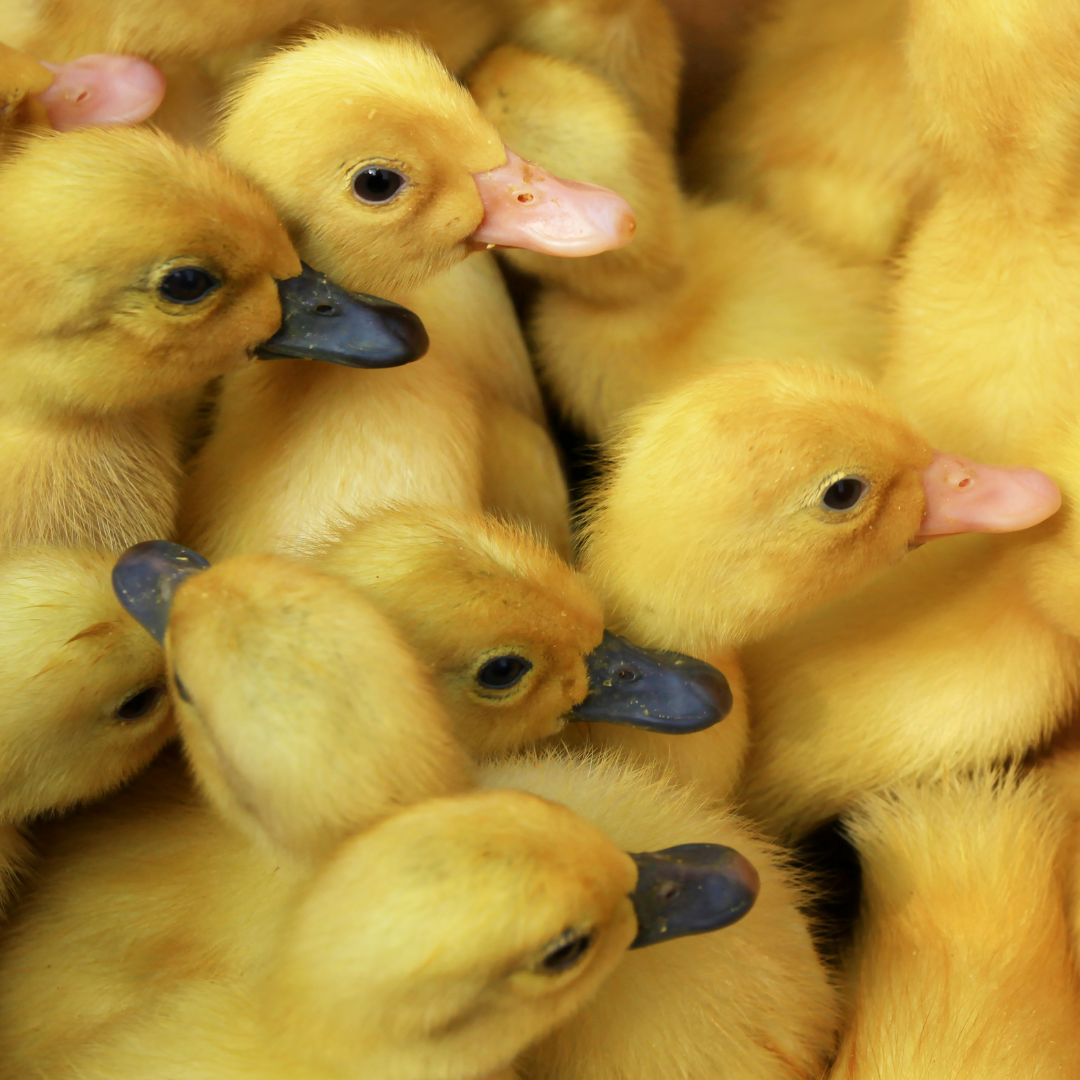 Duck Mash - For feeding ducklings