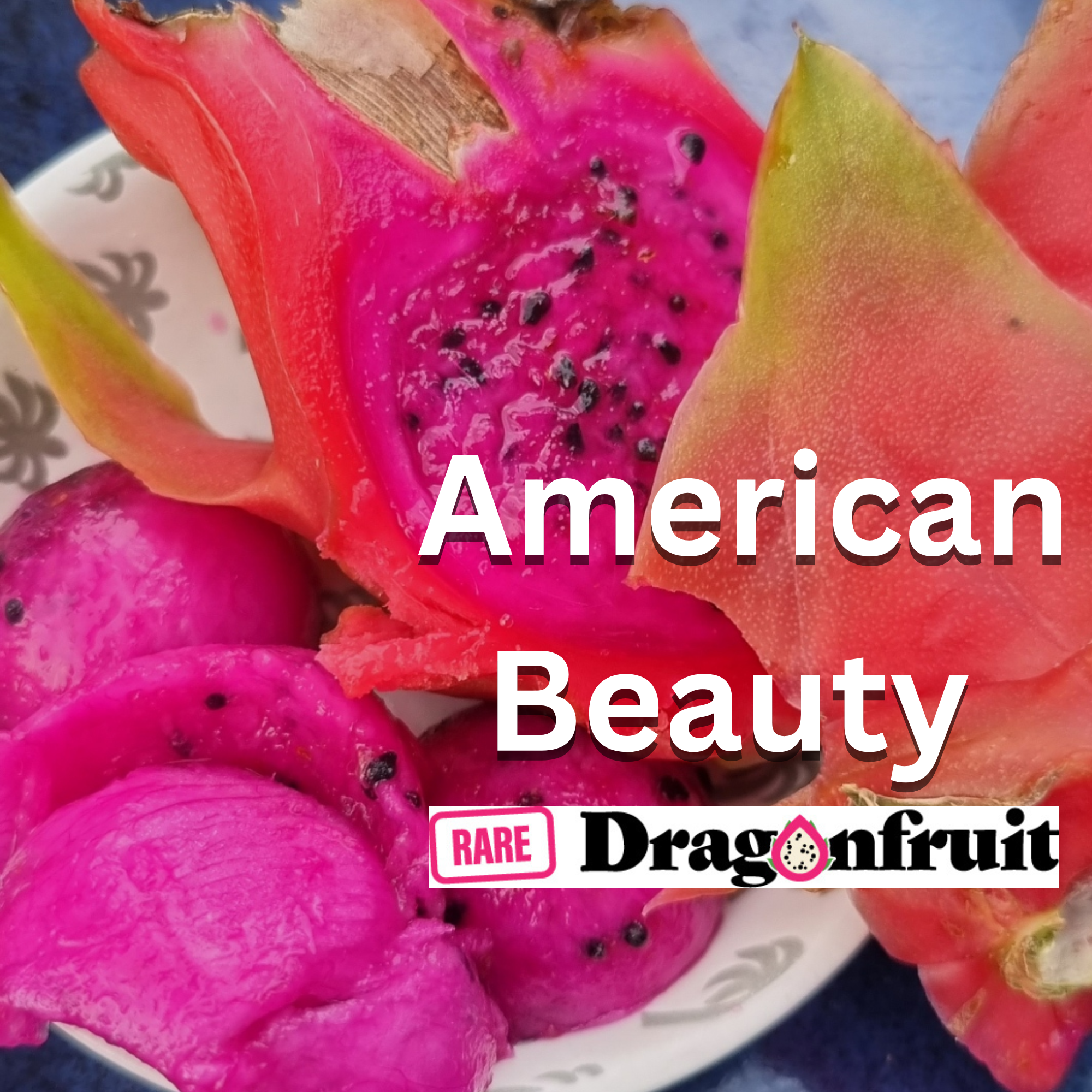 American Beauty- H. guatemalensis X H. Undatus USA Dragon Fruit Plant