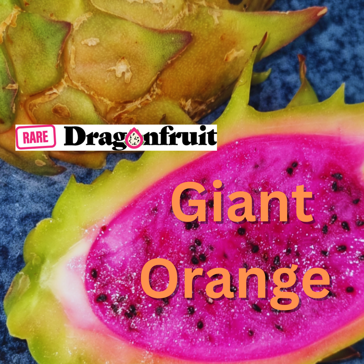Giant Orange Dragon Fruit Plant