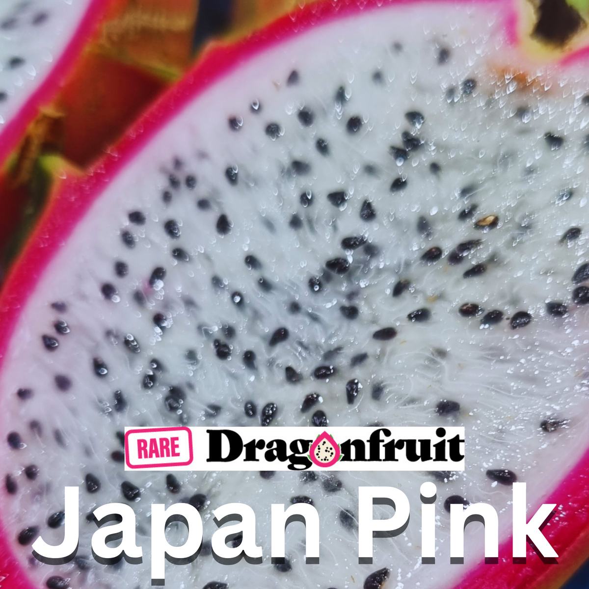 Japan Pink Dragon Fruit - Rare Dragon Fruit