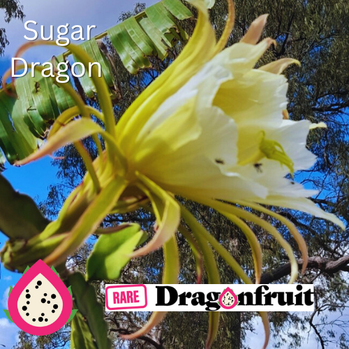 Sugar Dragon (S8) - Hylocereus Hybrid Californian Dragon Fruit - Rare Dragon Fruit