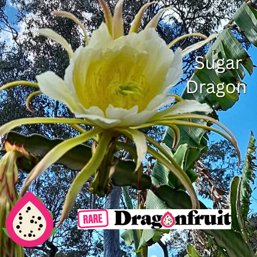 Sugar Dragon (S8) - Hylocereus Hybrid Californian Dragon Fruit - Rare Dragon Fruit