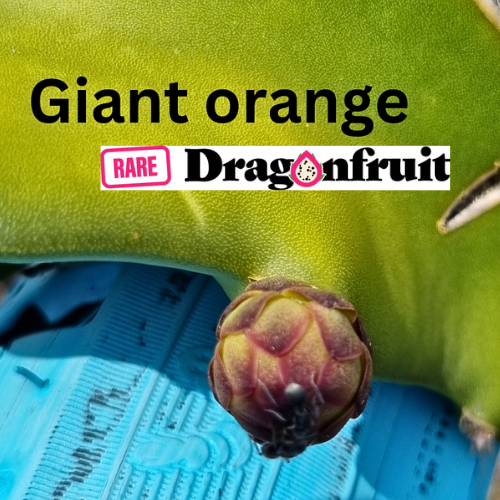 Giant Orange Dragon Fruit Plant