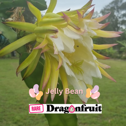 Jelly Bean Dragon Fruit - Rare Dragon Fruit