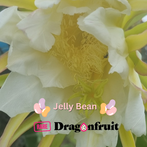 Jelly Bean Dragon Fruit - Rare Dragon Fruit