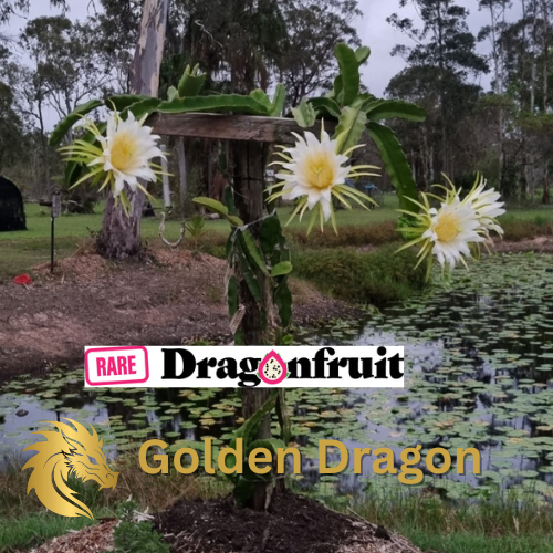 Golden dragon- Hylocereus undatus X Hawaiian Dragon Fruit